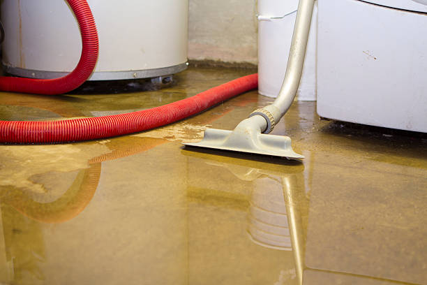 Best Professional water damage repair  in Pine Knot, KY